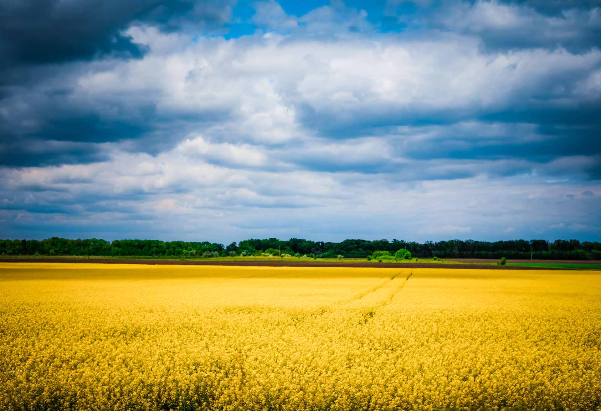 Ukrainian field