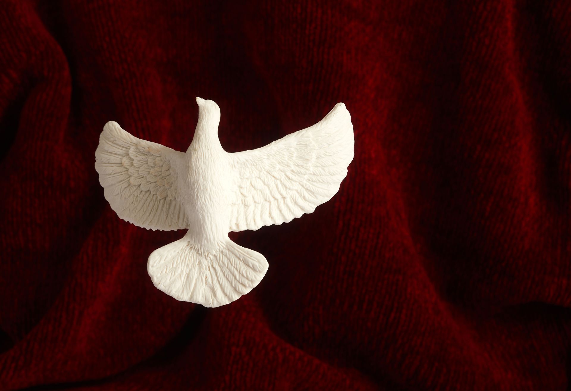 Image of a white dove resting on a red background