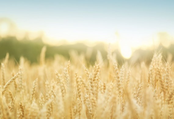 White fields, ready harvest